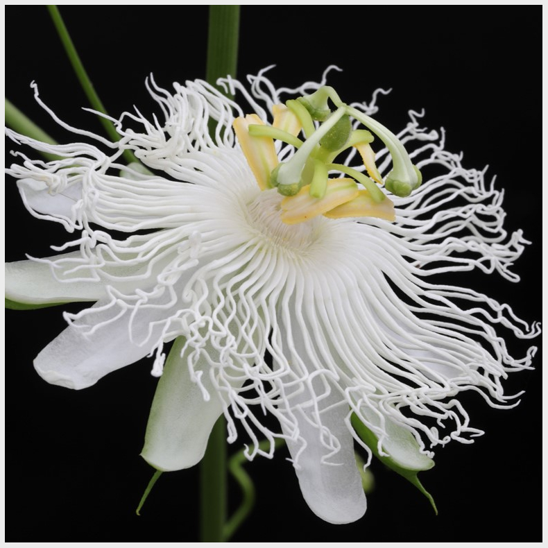 Passiflora incarnata Snowstar - Passionsfrugt