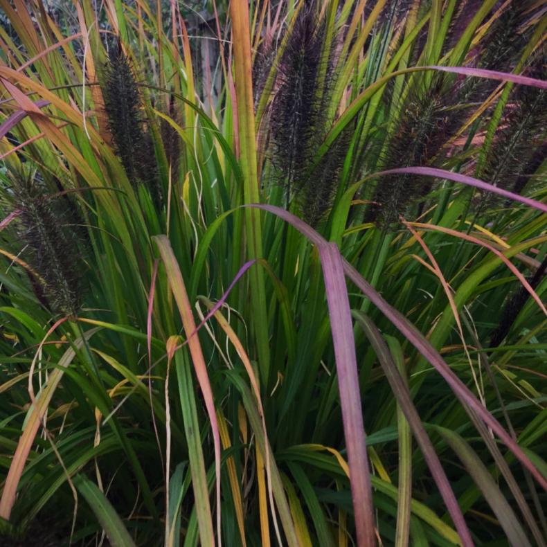 Pennisetum alopecuroides Black Beauty - Lampepudsergr�s 