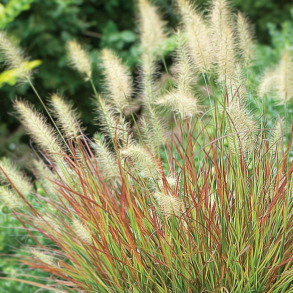 Pennisetum alopecuroides Burgundy Bunny - Lampepudsegr�s