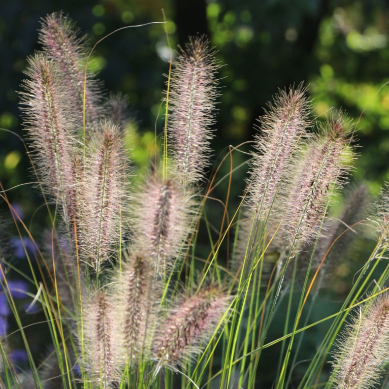 Pennisetum alopecuroides Compressum - Lampepudsergr�s