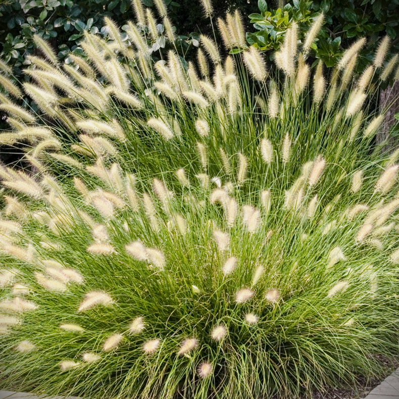 Pennisetum alopecuroides Hameln - Lampepudsergrs