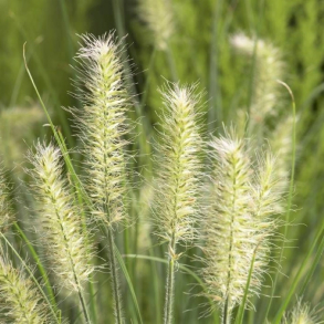 Pennisetum alop. Little Bunny - Lampepudsergr�s