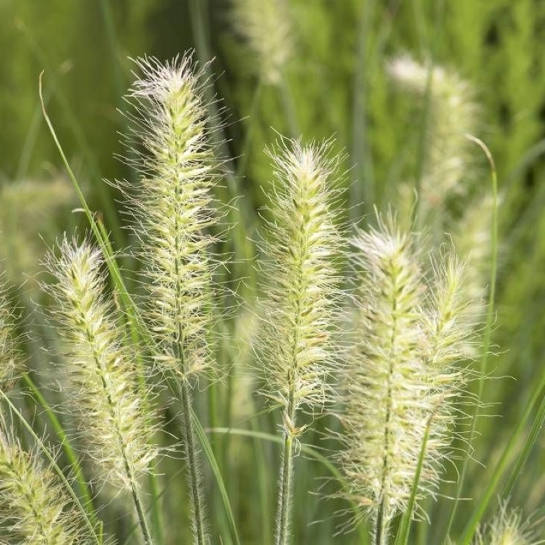 Pennisetum alop. Little Bunny - Lampepudsergr�s