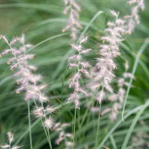 Pennisetum orientale - Lampepudsergr�s 