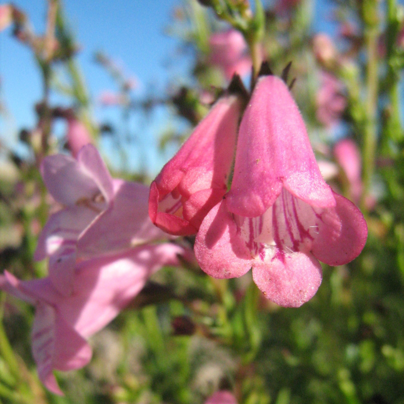 Penstemon Evelyn - R�rblomst 
