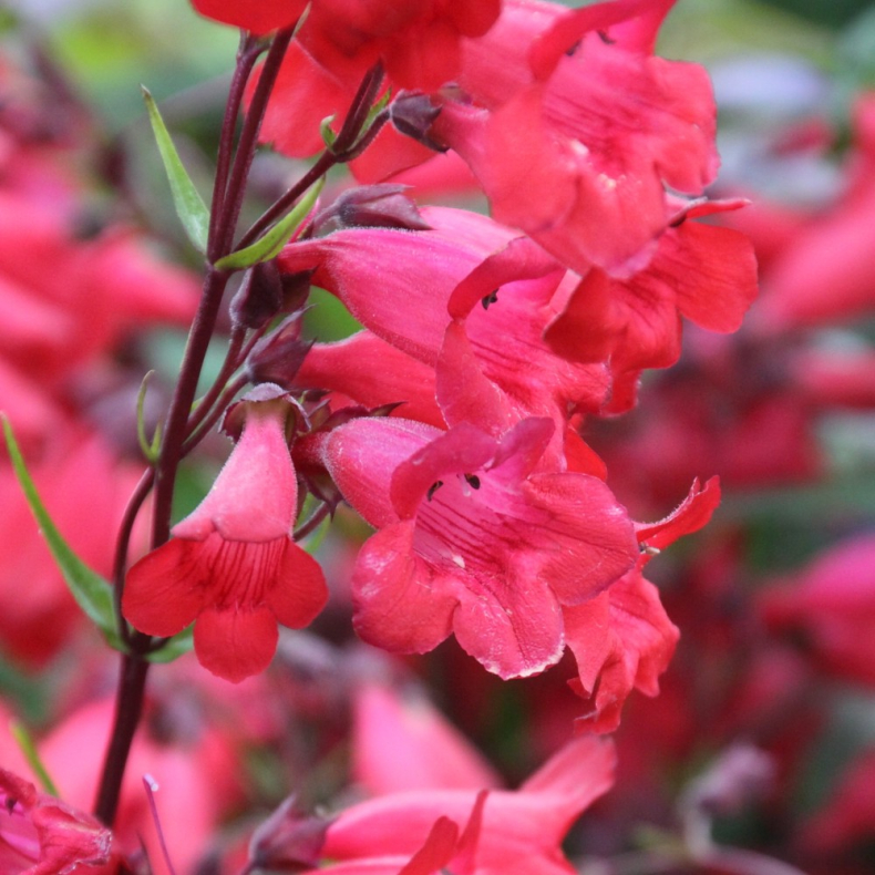 Penstemon Schoenholzeri - R�rblomst 
