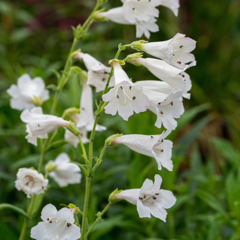 Penstemon White Bedder - R�rblomst 