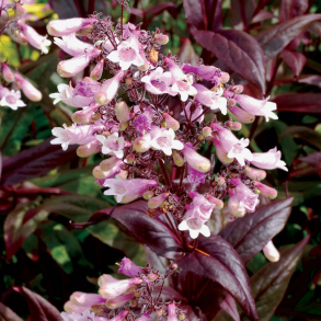 Penstemon digitalis Dark Towers -  Fingerblrrblomst 