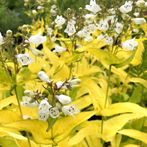 Penstemon digitalis Goldfinger -  Fingerblrrblomst 