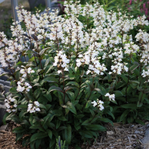 Penstemon digitalis Husker Red -  Fingerb�lr�rblomst 