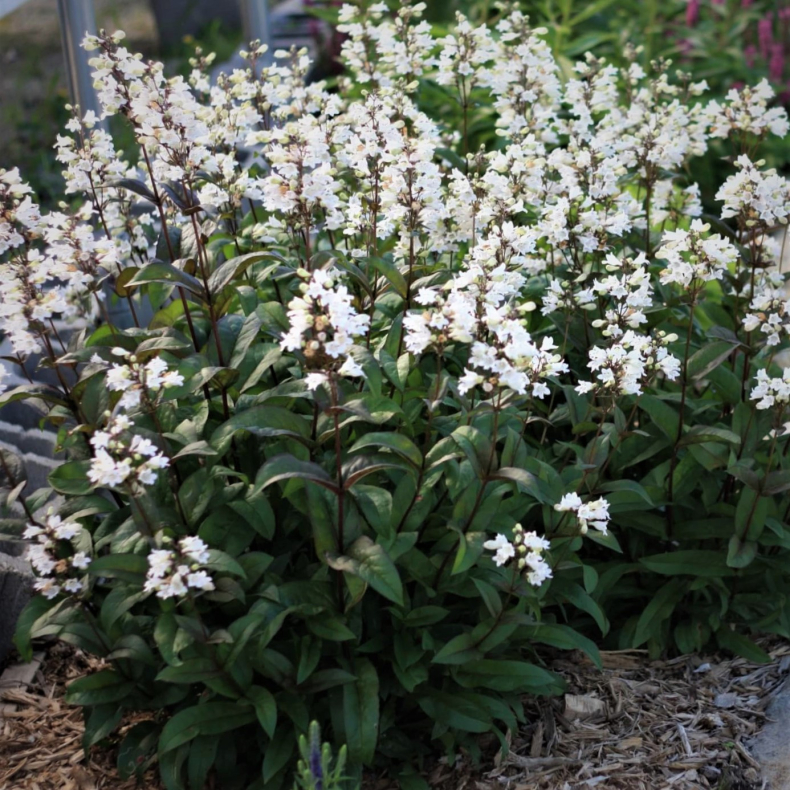 Penstemon digitalis Husker Red -  Fingerb�lr�rblomst 