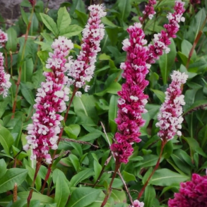 Persicaria affine Donald Lowndes - Tppepileurt