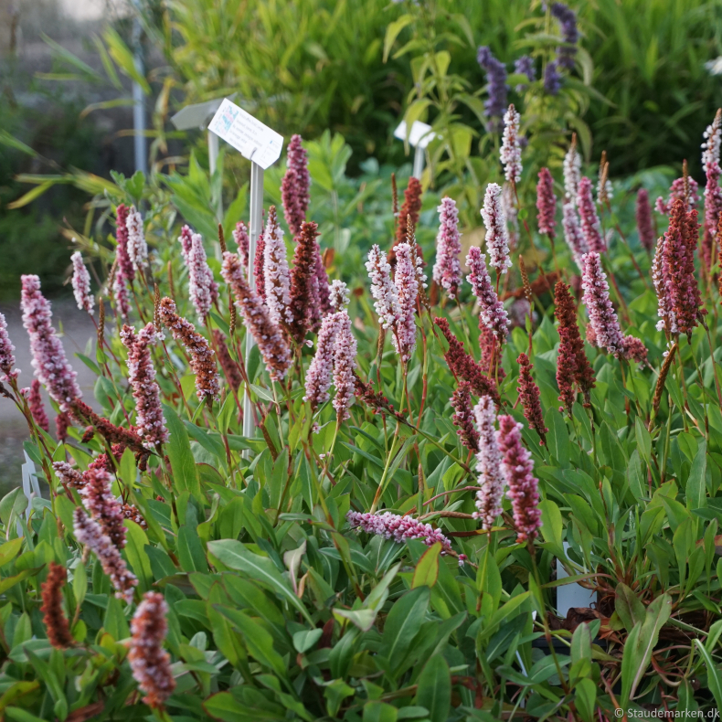 Persicaria affine Donald Lowndes - T�ppepileurt
