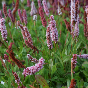 Persicaria affine Donald Lowndes - T�ppepileurt