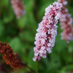 Persicaria affine Donald Lowndes - T�ppepileurt