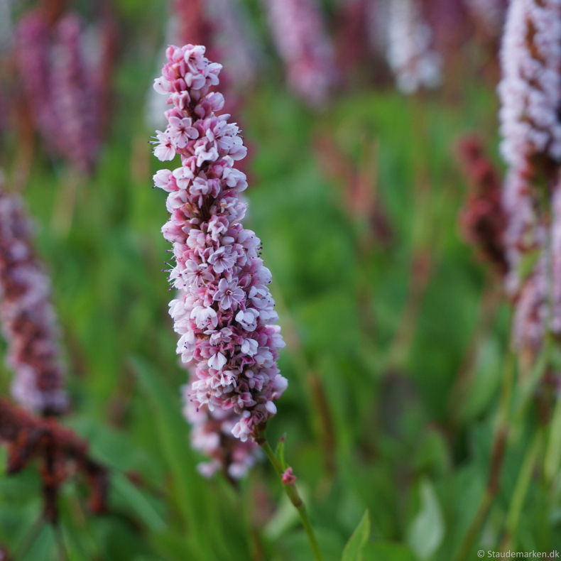Persicaria affine Donald Lowndes - T�ppepileurt