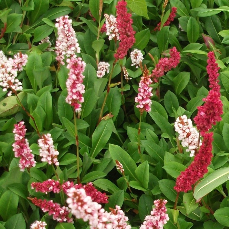 Persicaria affinis Darjeeling Red- Tppepileurt