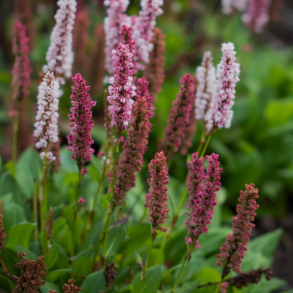 Persicaria affinis Kabouter - Tppepileurt