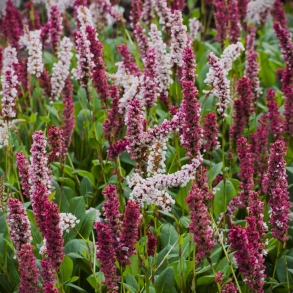 Persicaria affinis Superba - T�ppepileurt