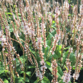 Persicaria amplexicaulis Alba Junior - Kertepileurt