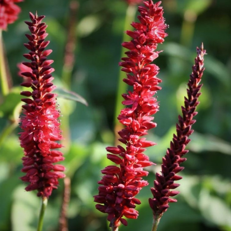 Persicaria amplexicaulis Blackfield - Kertepileurt