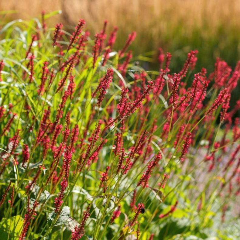 Persicaria amplexicaulis Bloody Mary -  Kertepileurt
