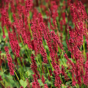 Persicaria amplexicaulis Bonfire - Kertepileurt