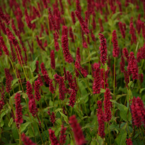 Persicaria amplexicaulis Dark Red - Kertepileurt