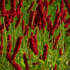 Persicaria amplexicaulis Fat Domino - Kertepileurt
