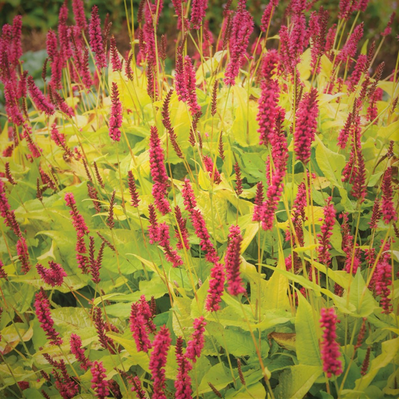 Persicaria amplexicaulis Golden Arrow - Kertepileurt