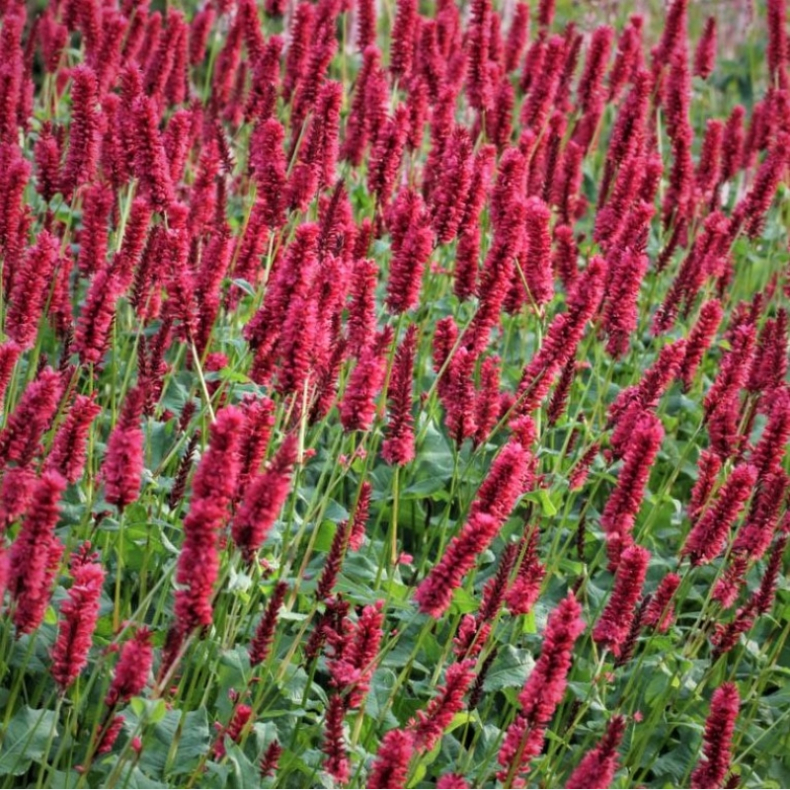 Persicaria amplexicaulis JS Calor  -  Kertepileurt