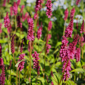 Persicaria amplexicaulis Lisan - Kertepileurt
