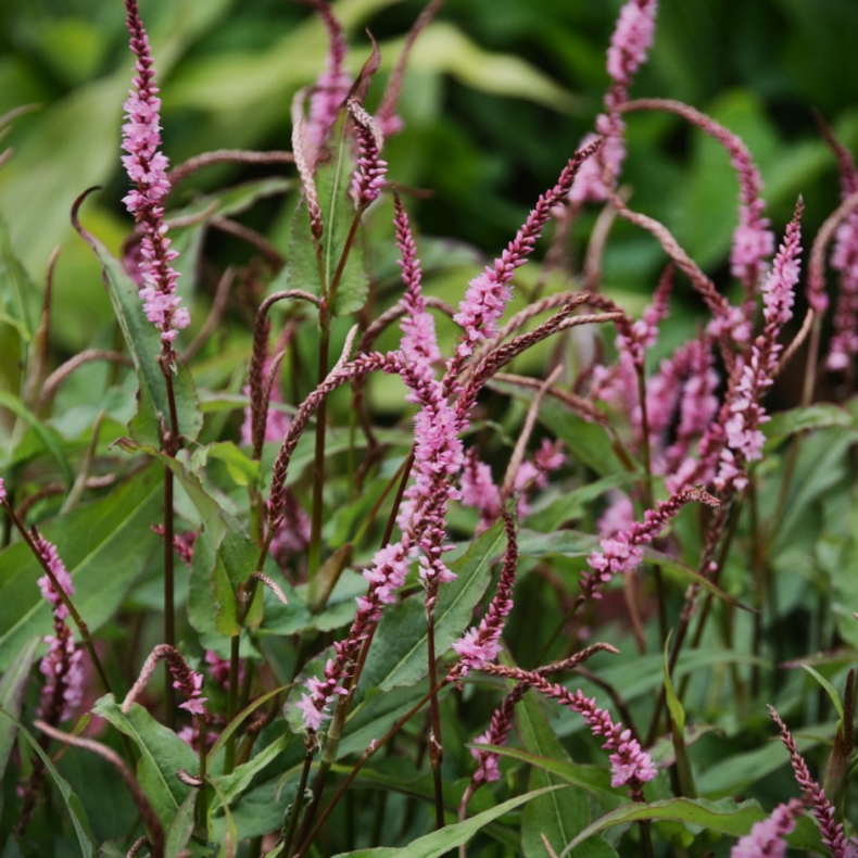 Persicaria amplexicaulis Pink Elephant - Kertepileurt