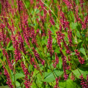 Persicaria amplexicaulis Speciosa -  Kertepileurt