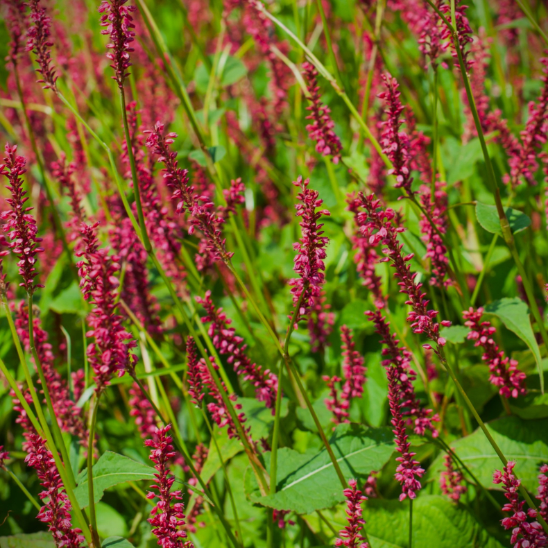 Persicaria amplexicaulis Speciosa -  Kertepileurt
