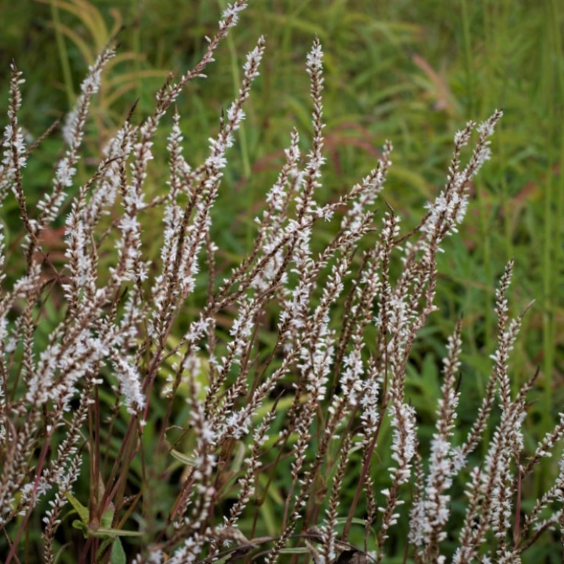 Persicaria amplexicaulis White Eastfield - Kertepileurt