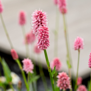 Persicaria bistorta carnea - Slangeurt 