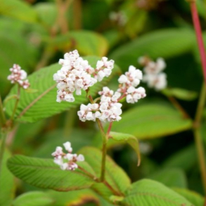 Persicaria campanulata Alba - Klokkepileurt/Pileurt 1L