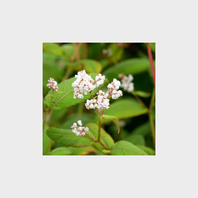 Persicaria campanulata Alba - Klokkepileurt/Pileurt 1L
