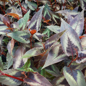Persicaria microcephala Red Dragon - Pileurt 
