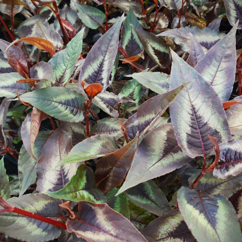 Persicaria microcephala Red Dragon - Pileurt 