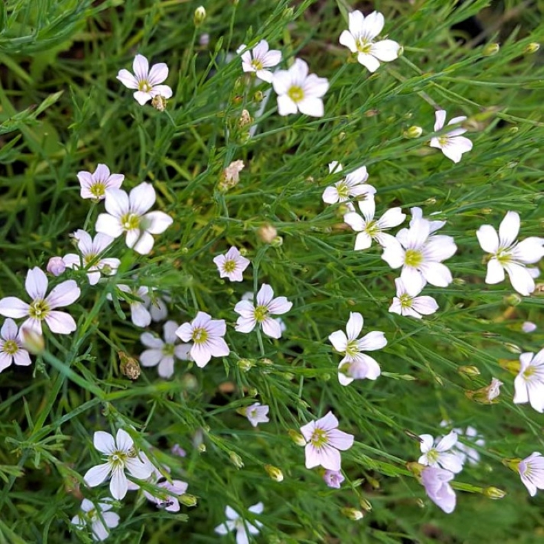 Petrorhagia saxifraga - Fjeld-knopnellike
