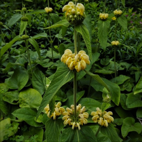 Phlomis russeliana - L�vehale