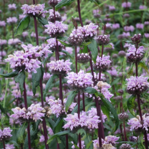 Phlomis tuberosa - Knoldet l�vehale