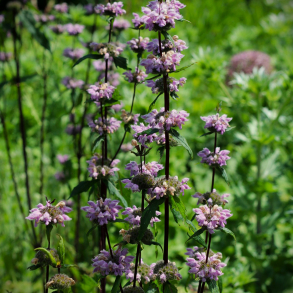 Phlomis tuberosa Amazone - Knoldet L�vehale 1L