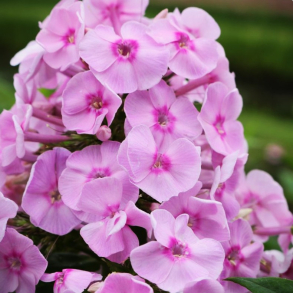 Phlox amplifolia Captain Puggleface - Floks 