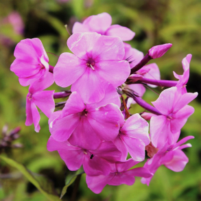 Phlox amplifolia Minnehaha - Floks 1L