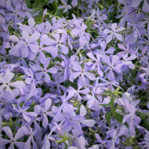 Phlox divaricata Blue Moon - V�rfloks 1L