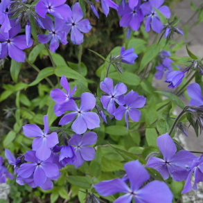 Phlox divaricata Blue Moon - V�rfloks 1L