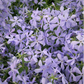 Phlox divaricata Clouds of Perfume - V�rfloks